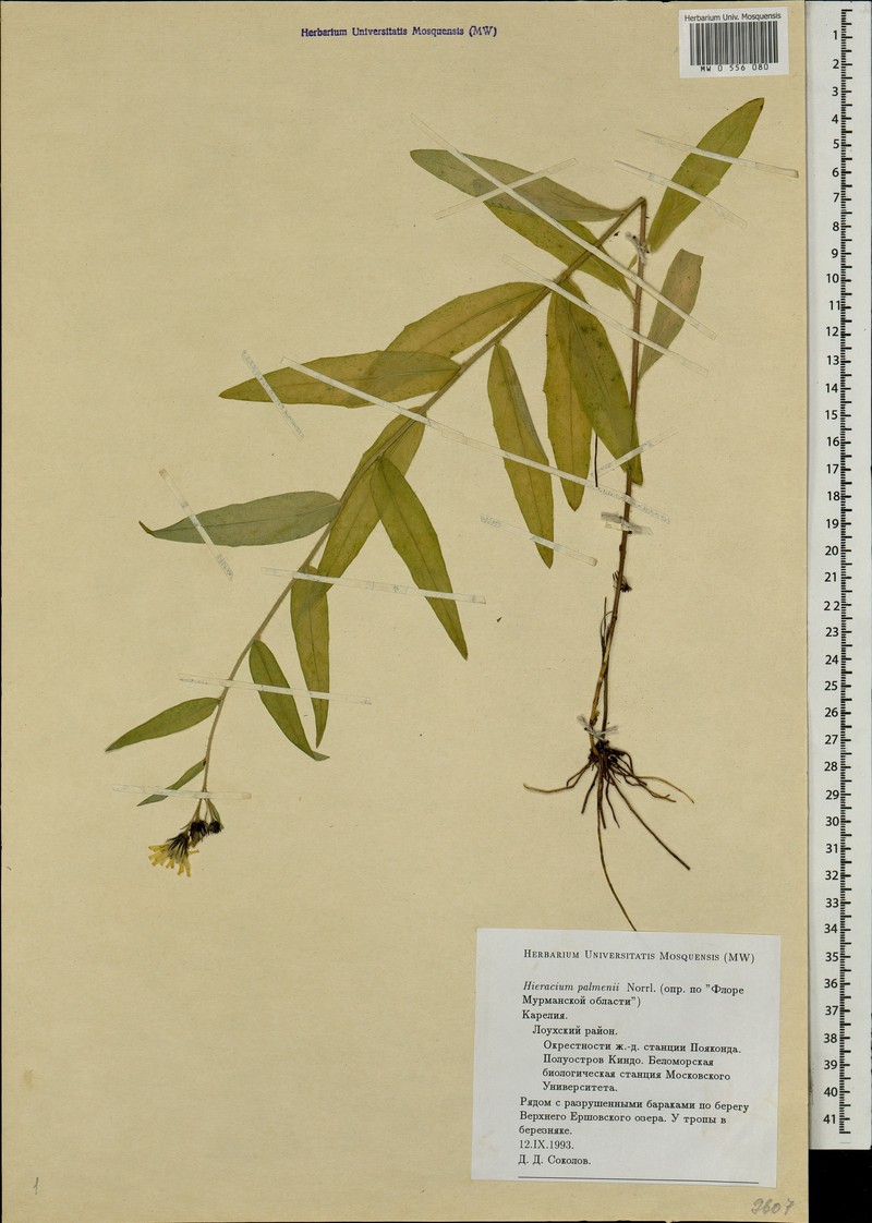 Hieracium palmenii