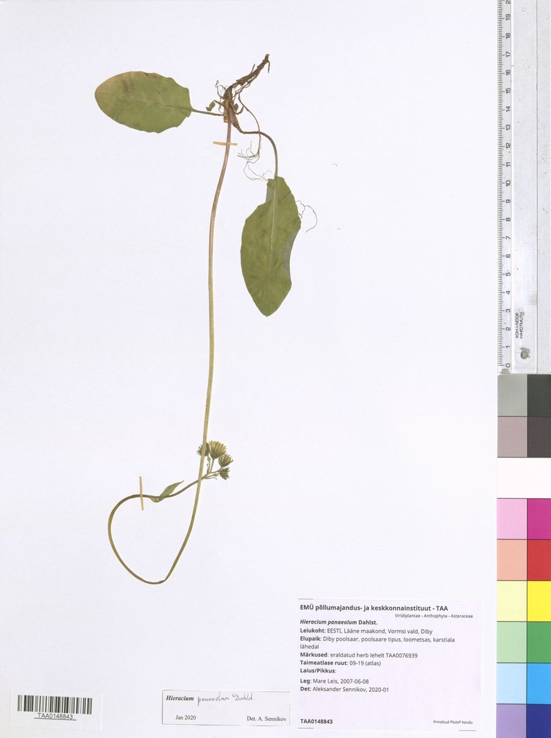 Hieracium panaeolum