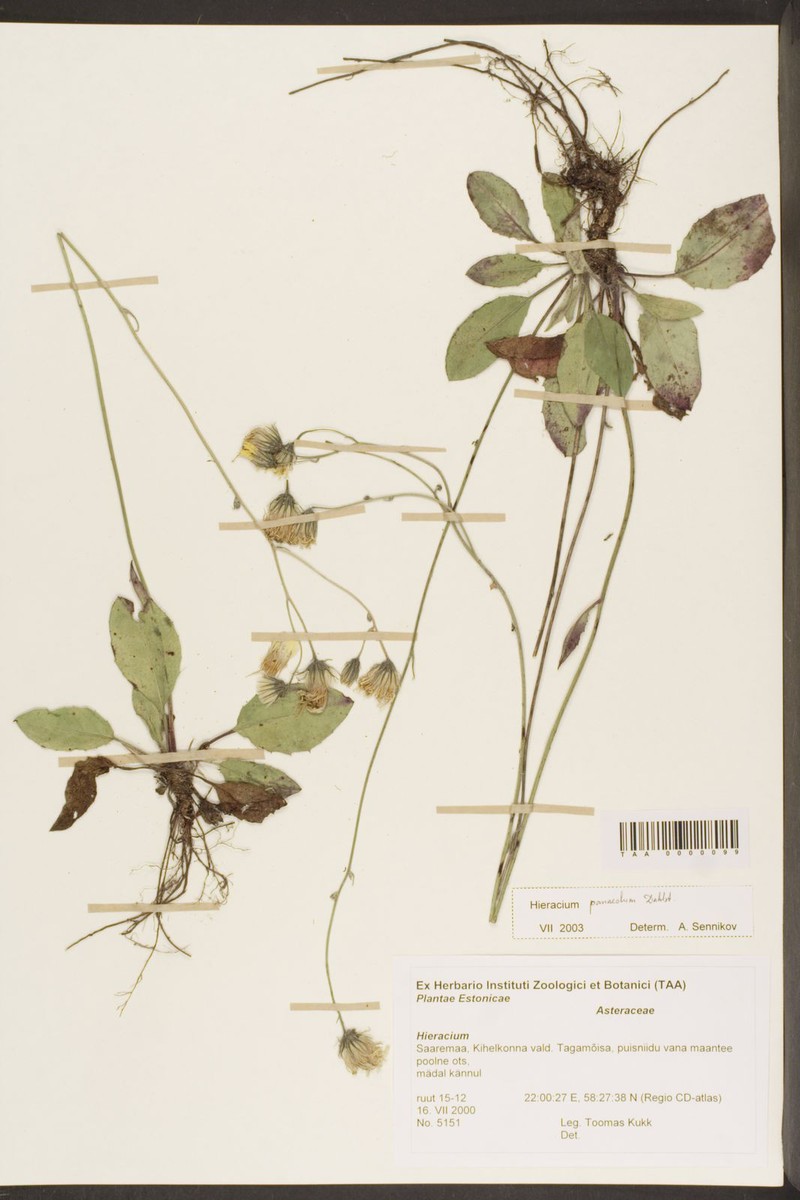 Hieracium panaeolum photo 2