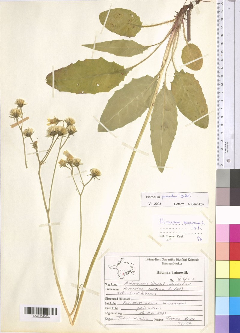 Hieracium panaeolum photo 3