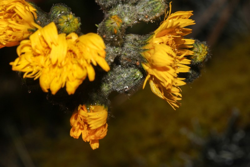 Hieracium pangoriense