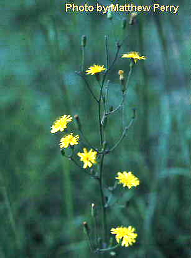 Allegheny Hawkweed