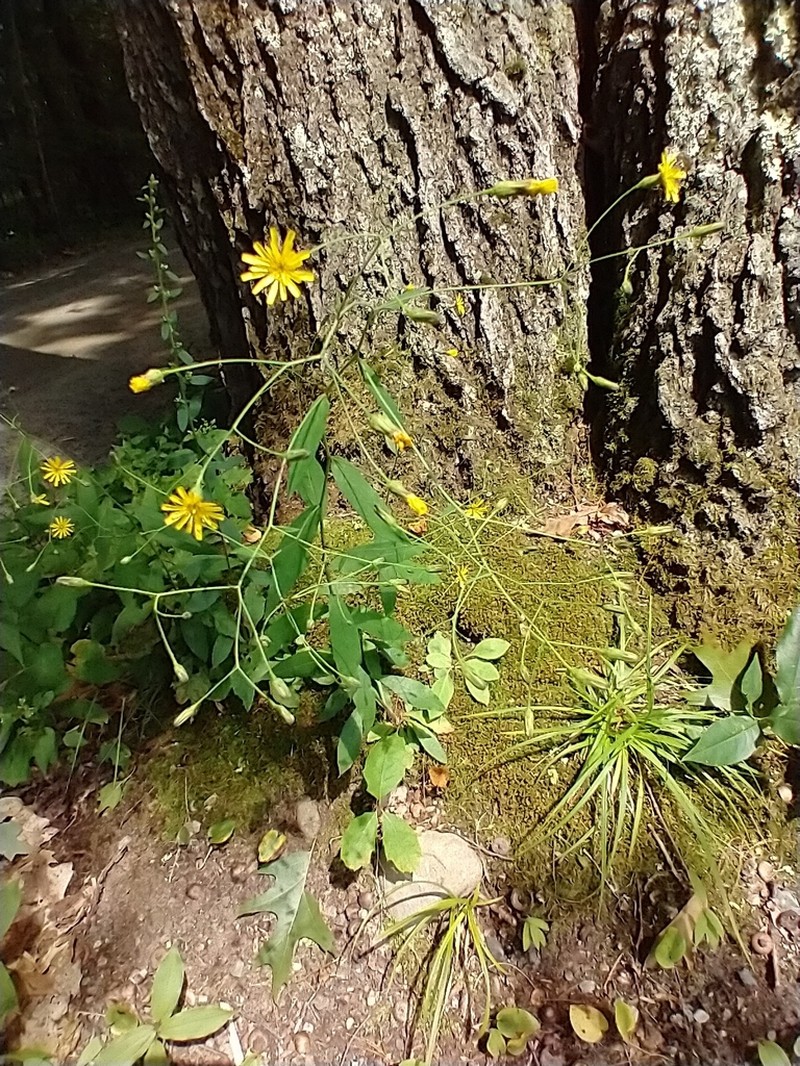 Allegheny Hawkweed