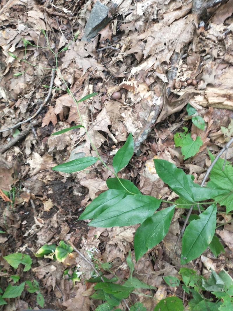 Allegheny Hawkweed photo 3