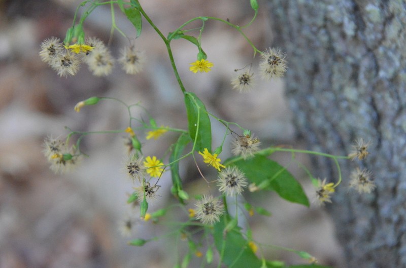 Allegheny Hawkweed photo 4