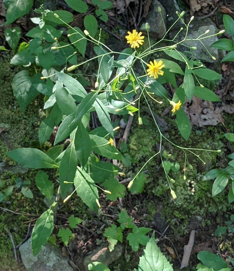 Allegheny Hawkweed photo 5