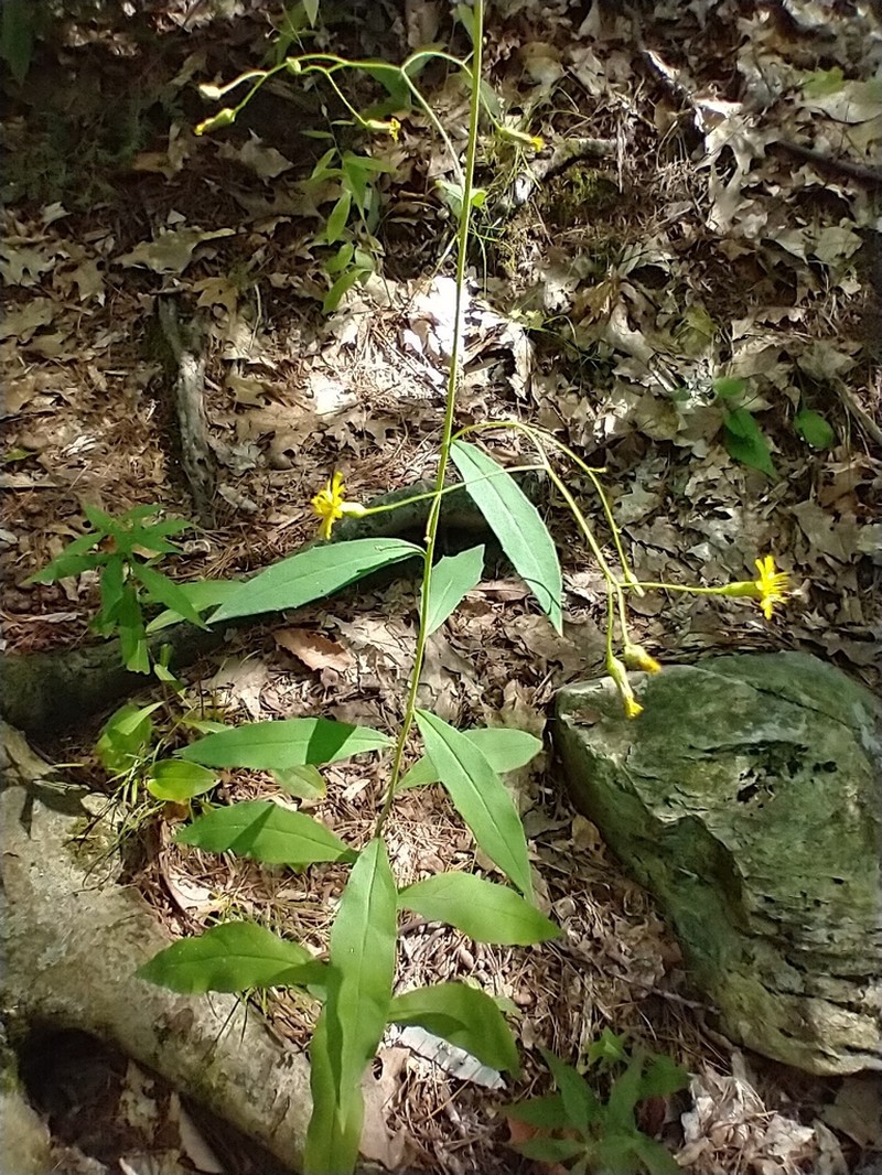 Allegheny Hawkweed photo 7