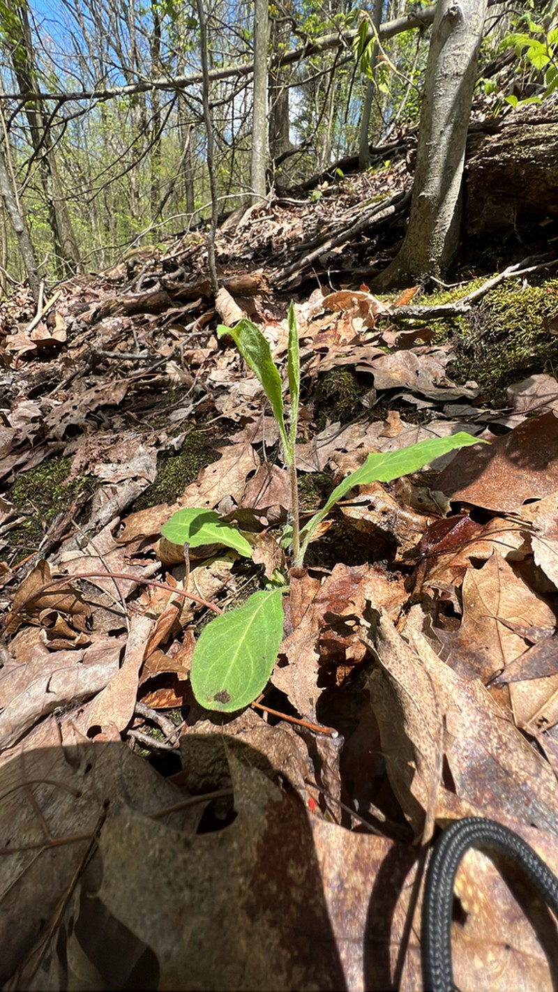 Allegheny Hawkweed photo 8