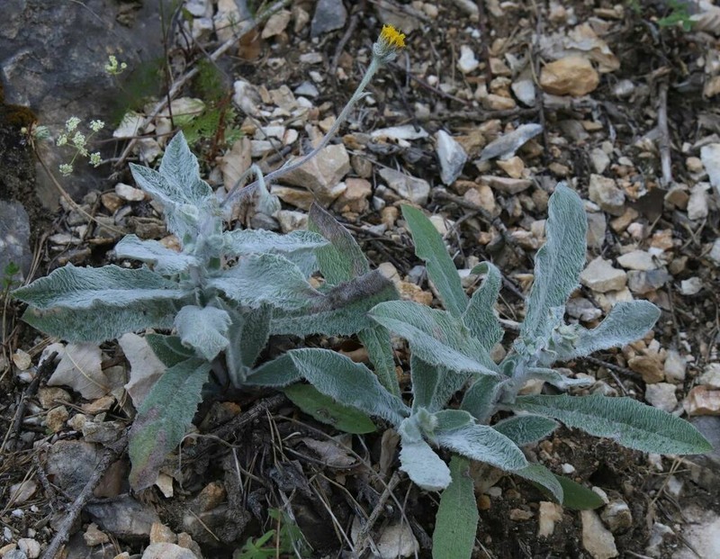 Hieracium pannosum
