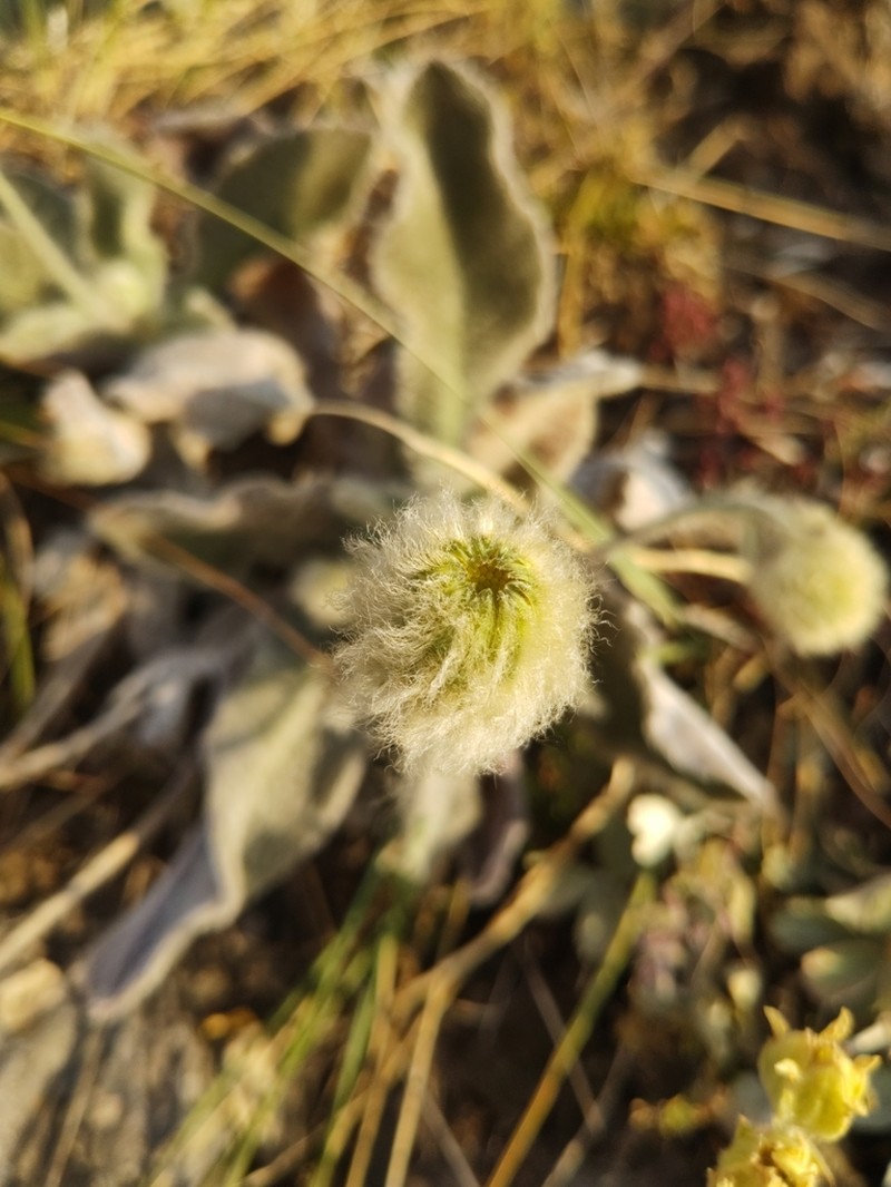 Hieracium pannosum photo 2