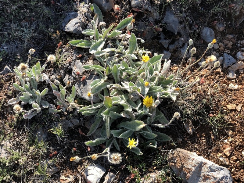 Hieracium pannosum photo 3