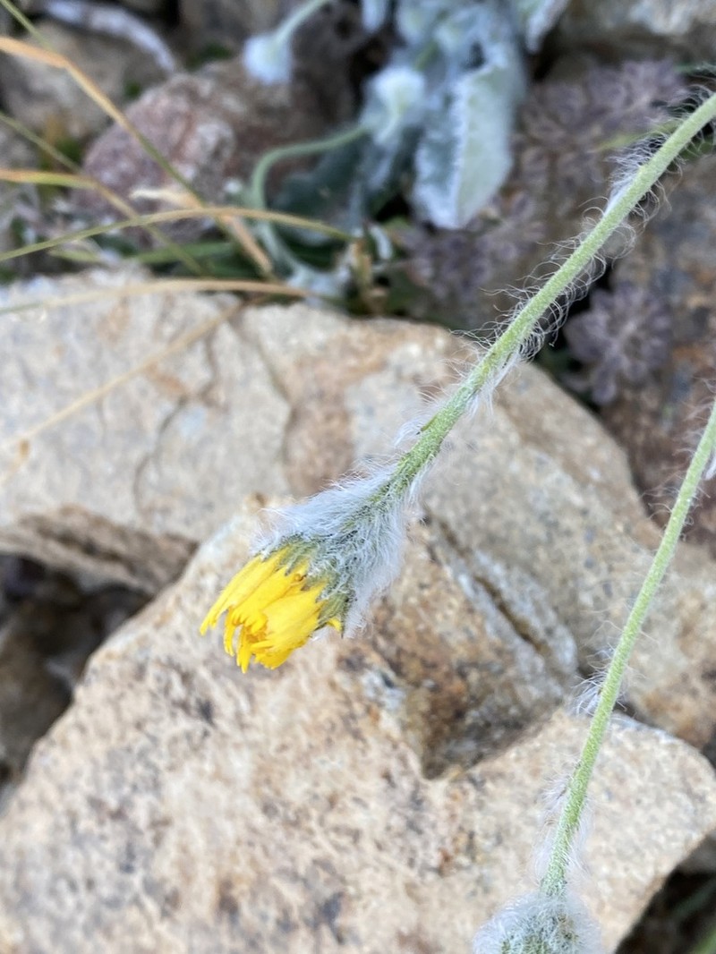 Hieracium pannosum photo 4