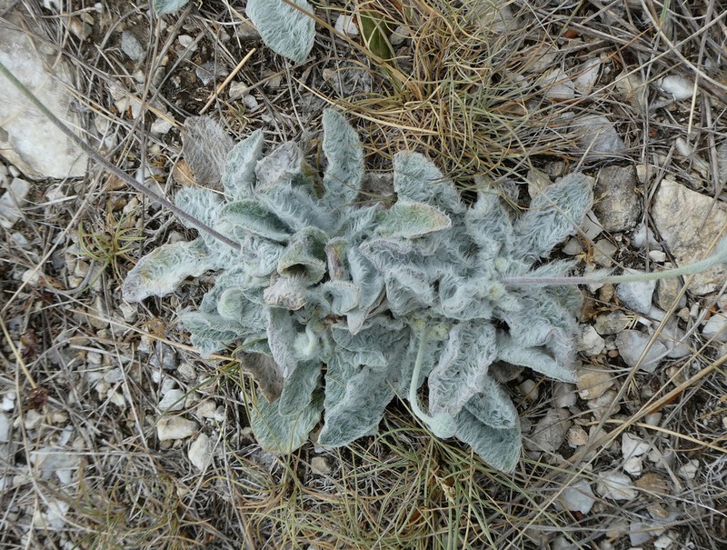 Hieracium pannosum photo 5
