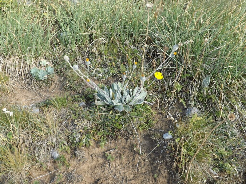 Hieracium pannosum photo 6