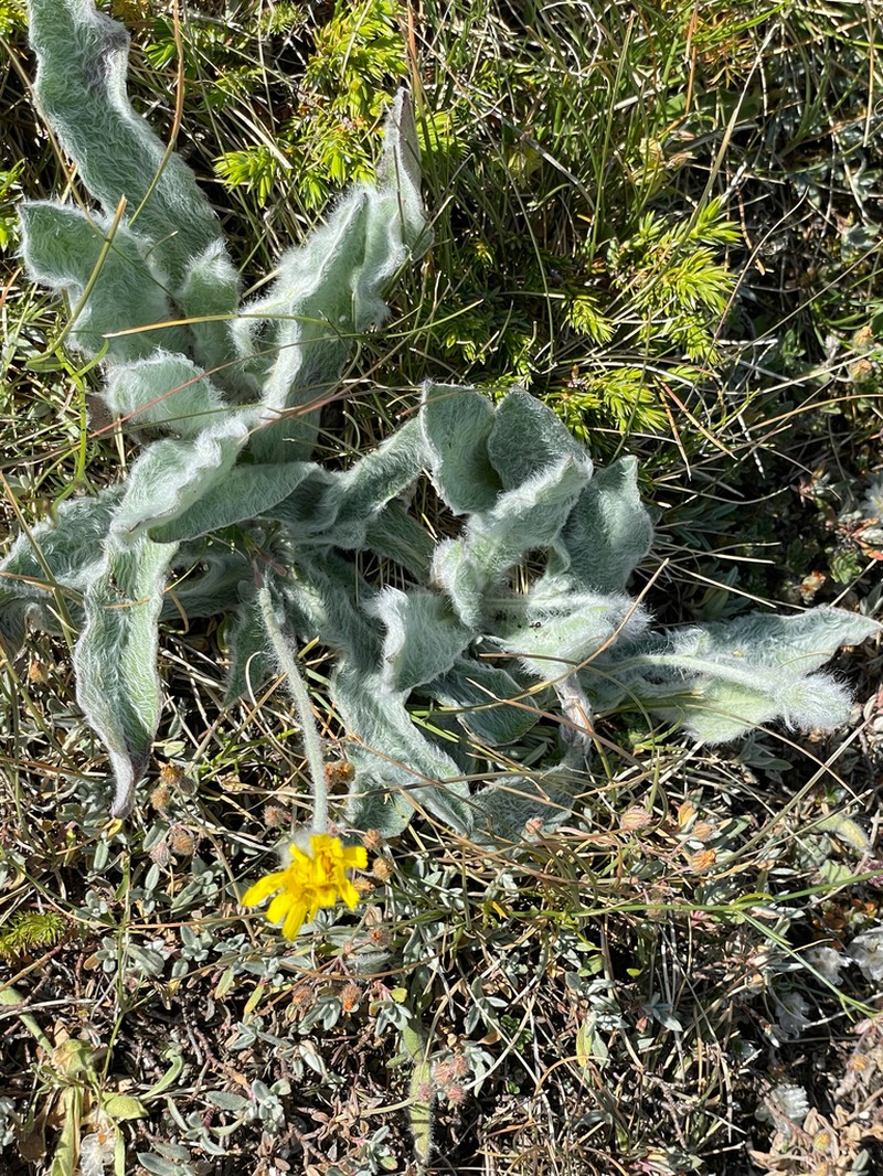 Hieracium pannosum photo 7