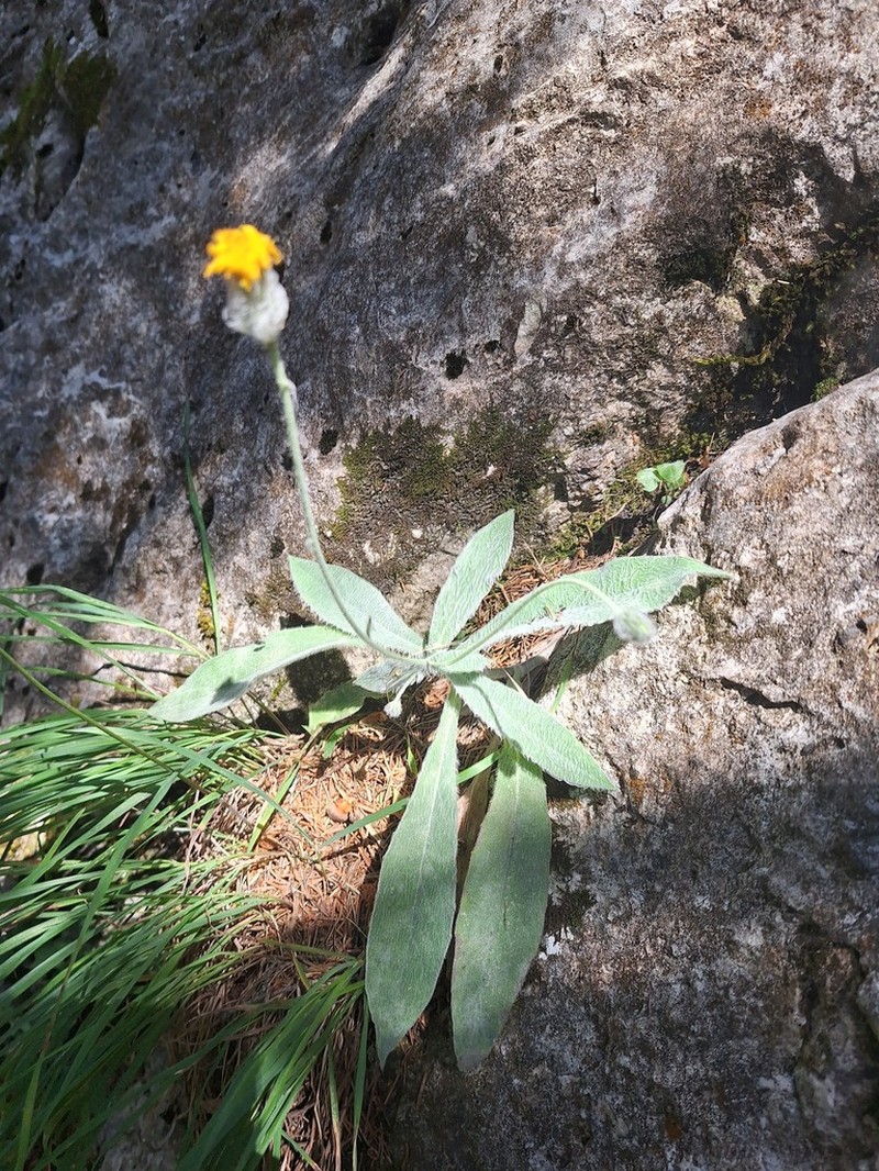 Hieracium pannosum photo 8
