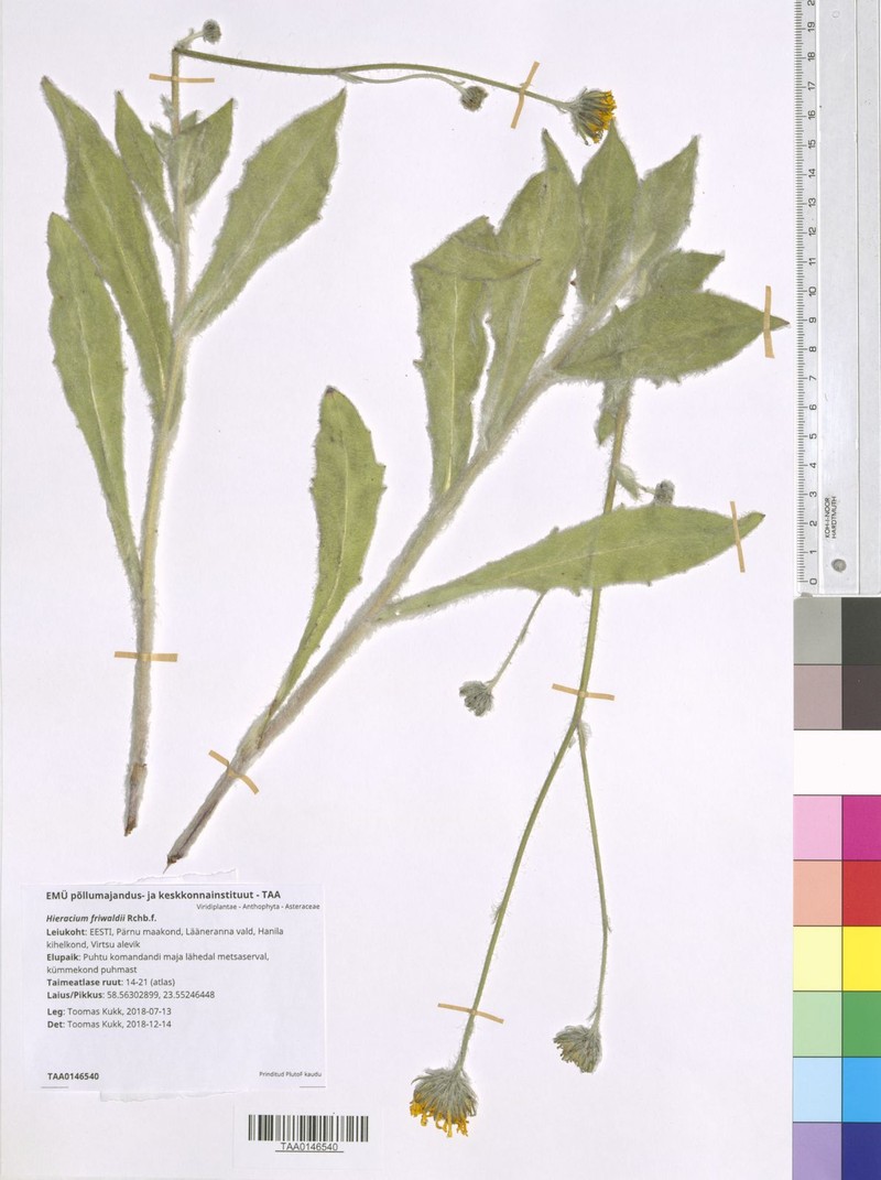 Hieracium pannosum subsp. friwaldii