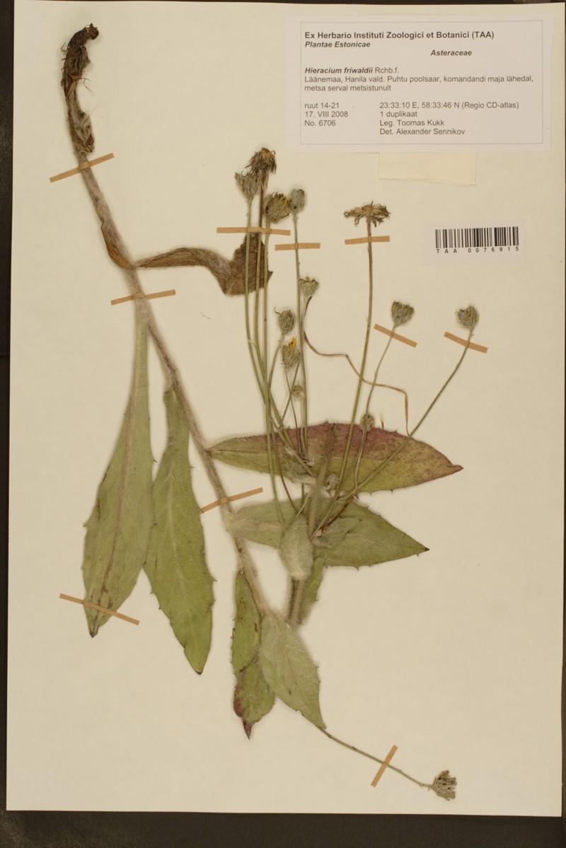 Hieracium pannosum subsp. friwaldii photo 2
