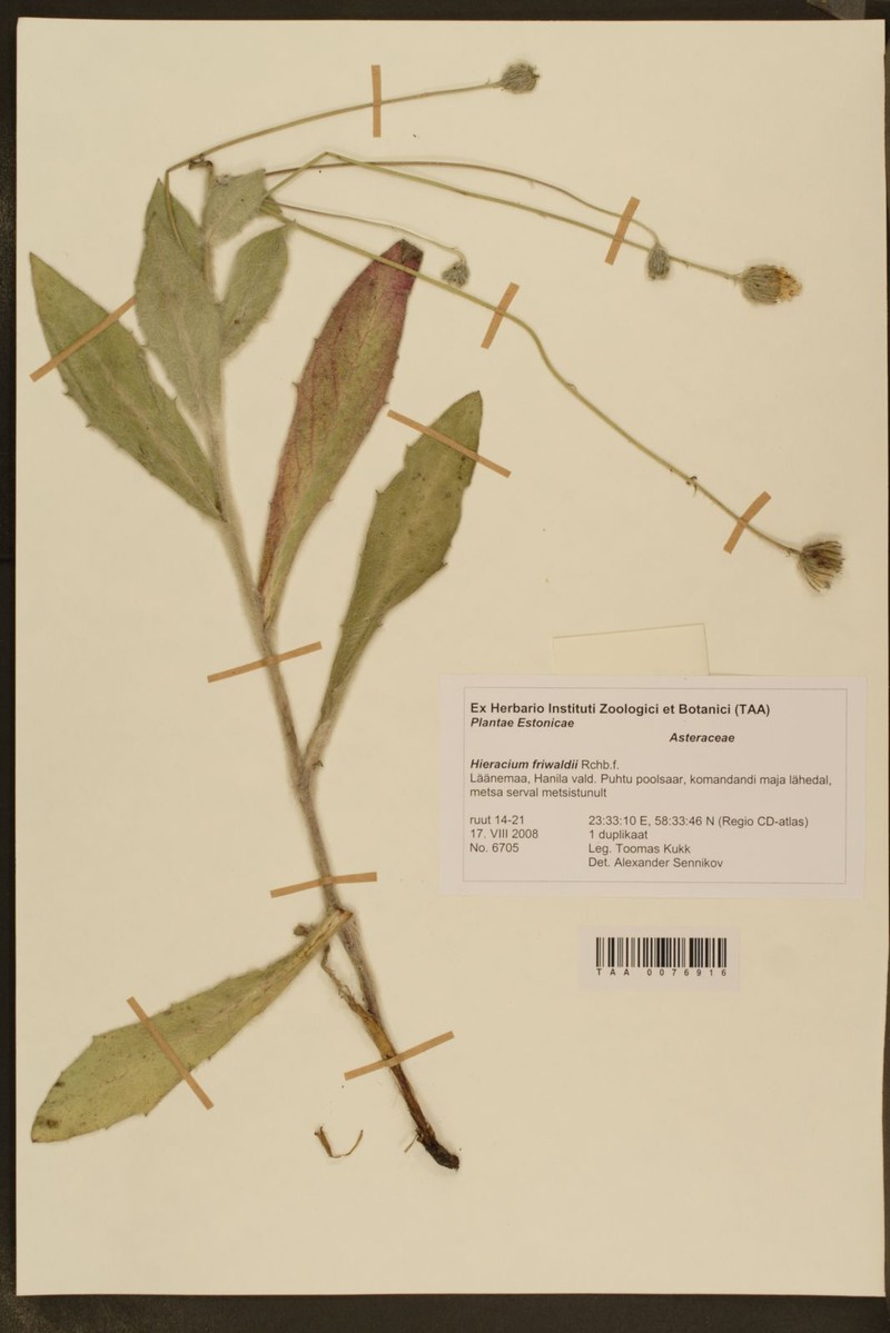 Hieracium pannosum subsp. friwaldii photo 3