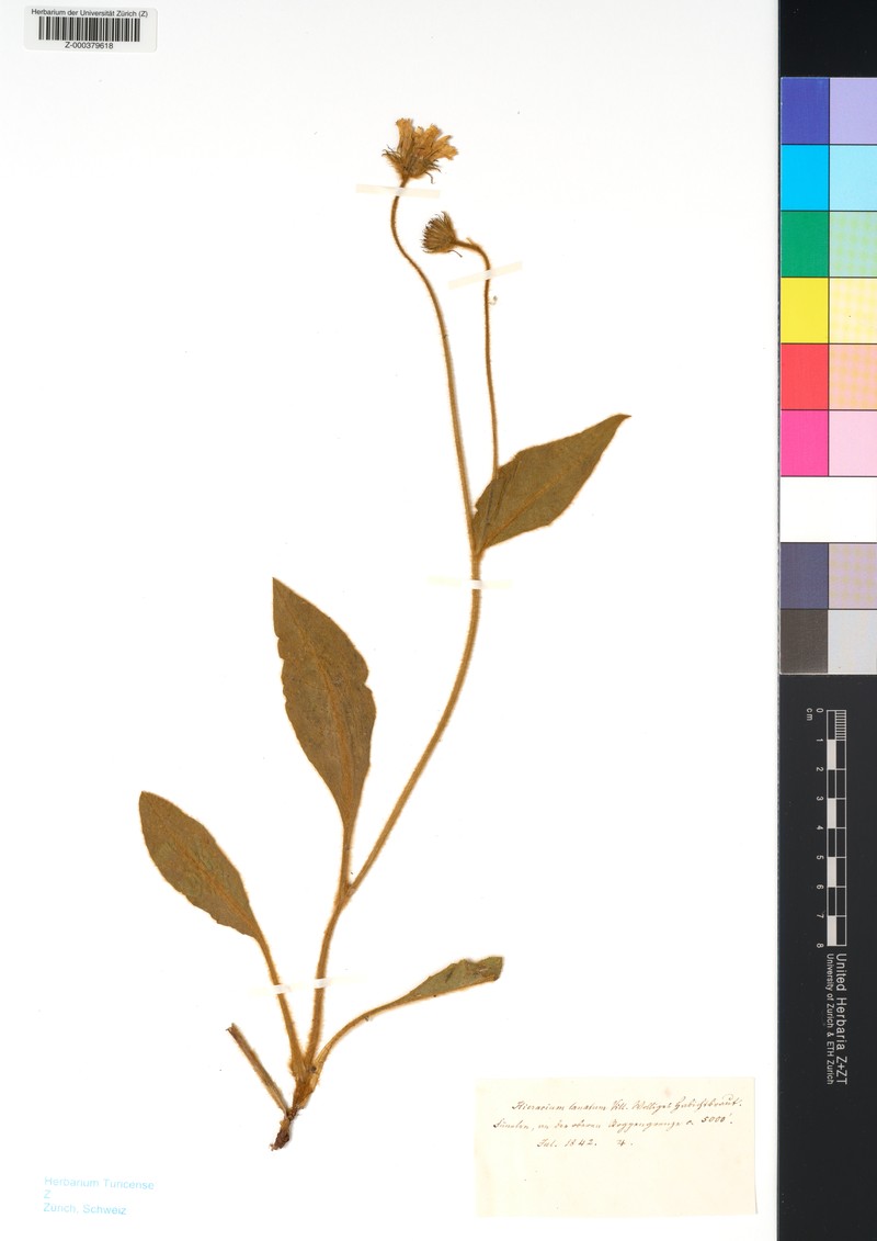 Hieracium pannosum subsp. pannosum