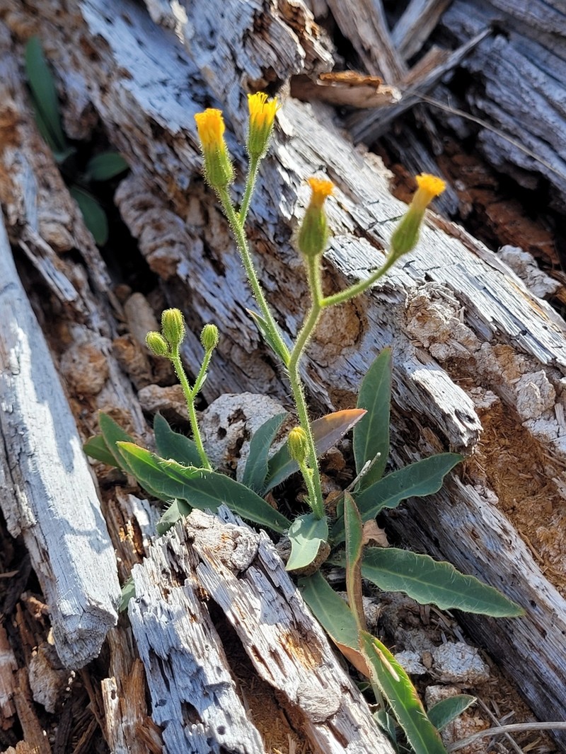 Hieracium parryi