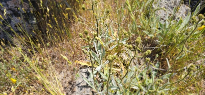 Hieracium parryi photo 2