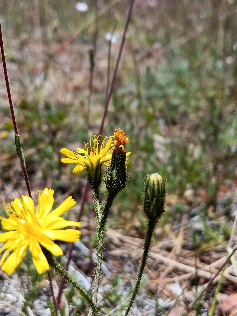 Hieracium parryi photo 3