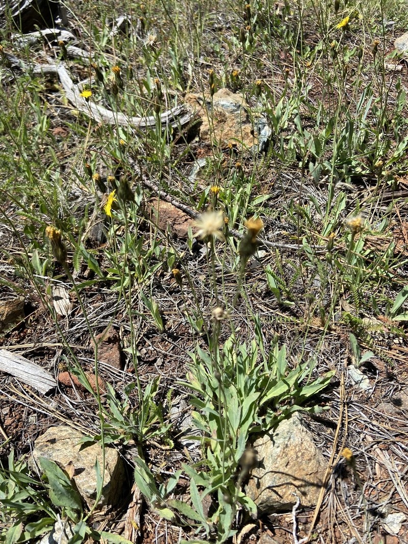 Hieracium parryi photo 4