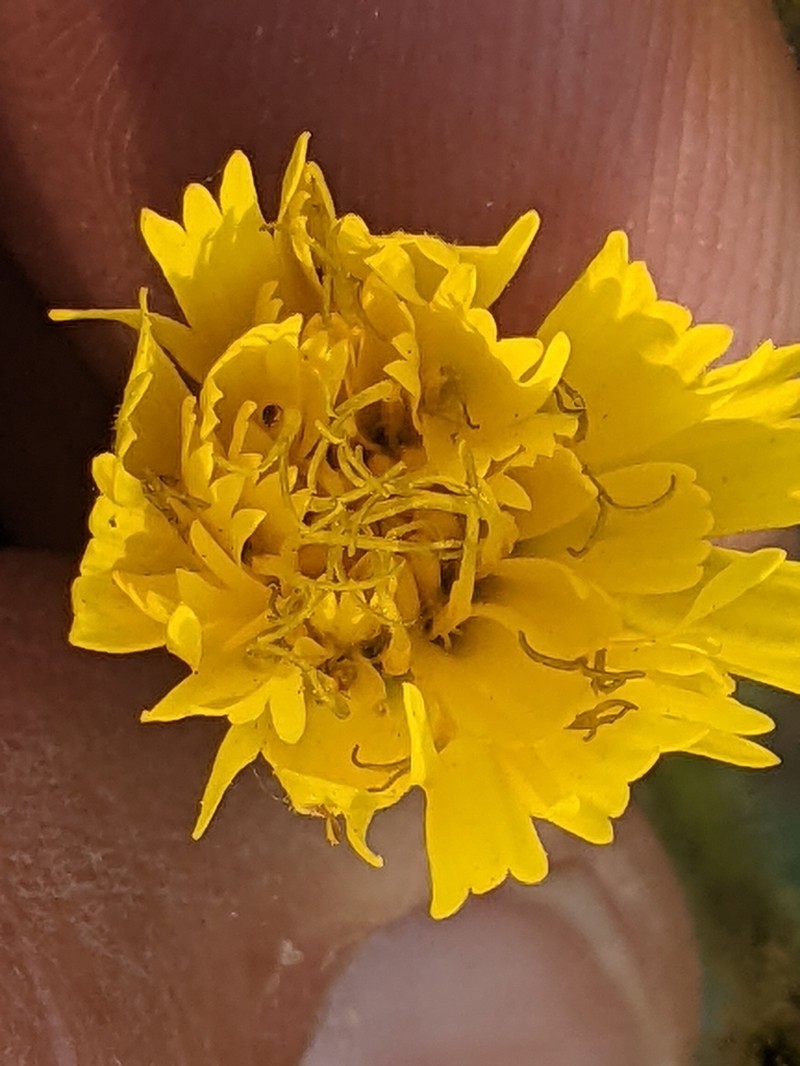 Hieracium parryi photo 5
