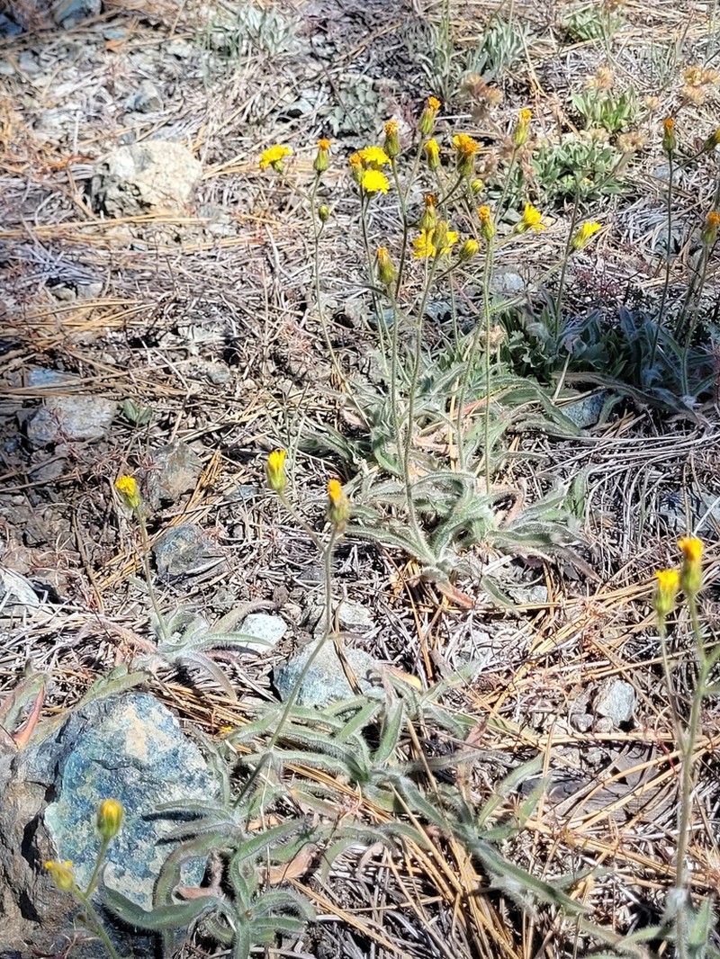 Hieracium parryi photo 6