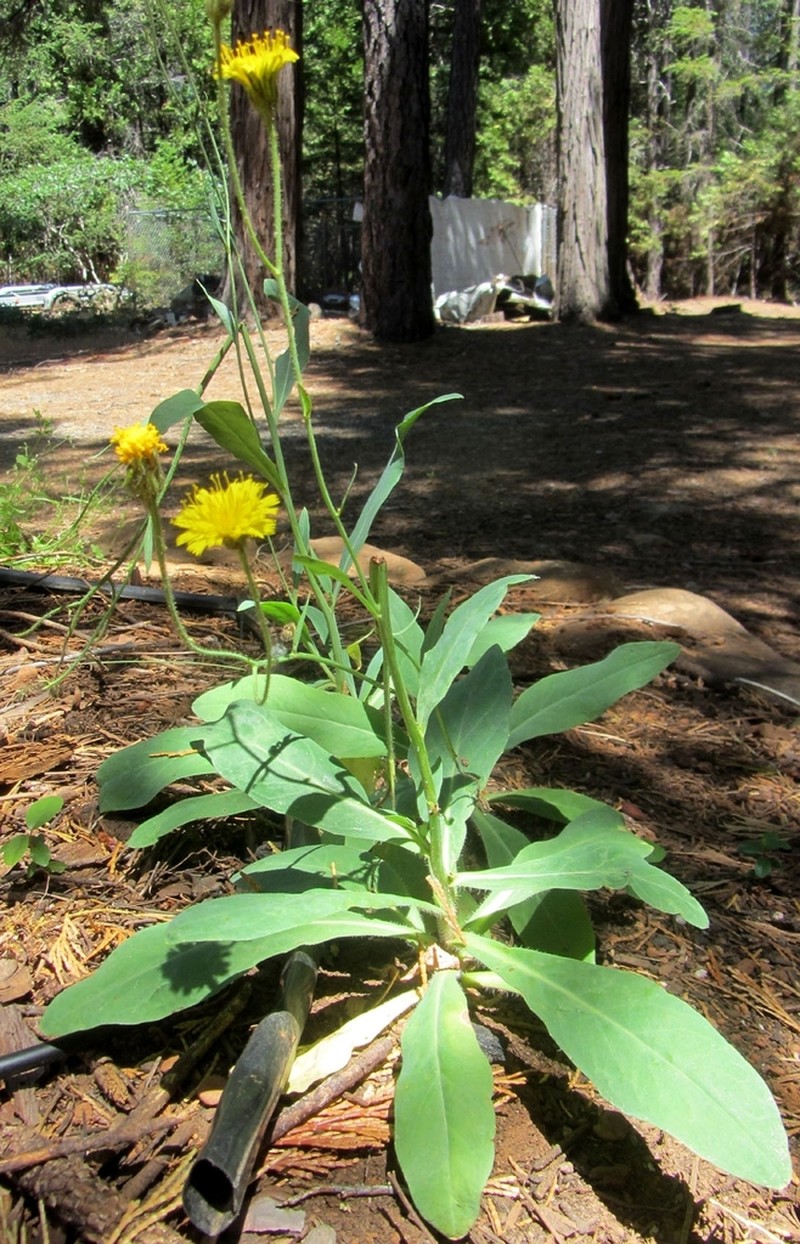 Hieracium parryi photo 7