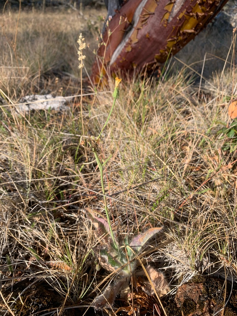 Hieracium parryi photo 8