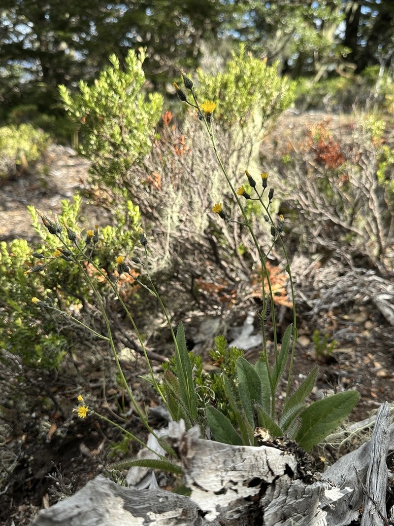 Hieracium patagonicum
