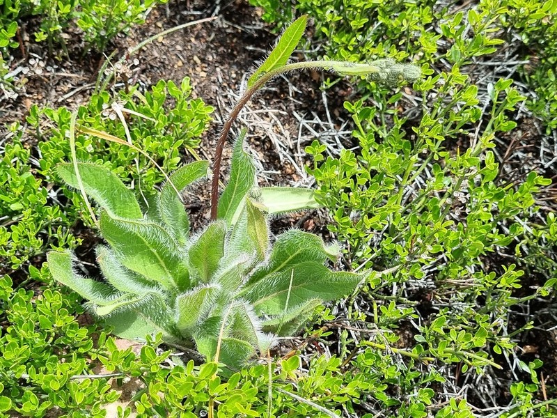 Hieracium patagonicum photo 2