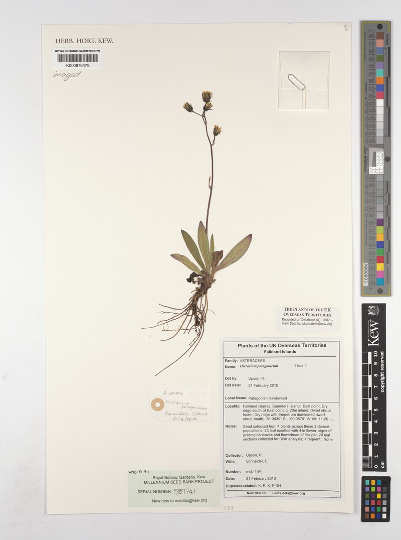 Hieracium patagonicum photo 5