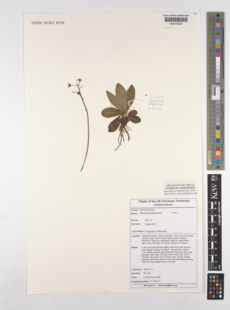 Hieracium patagonicum photo 6