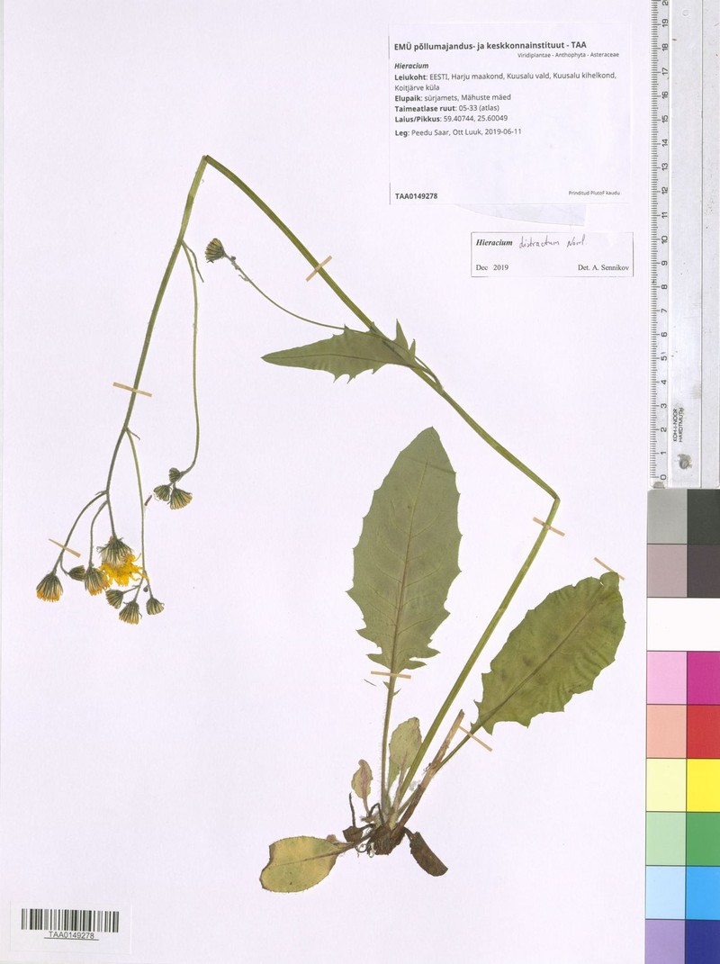 Hieracium patale
