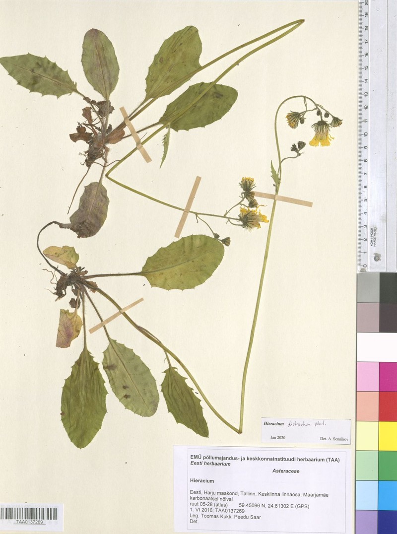 Hieracium patale photo 2