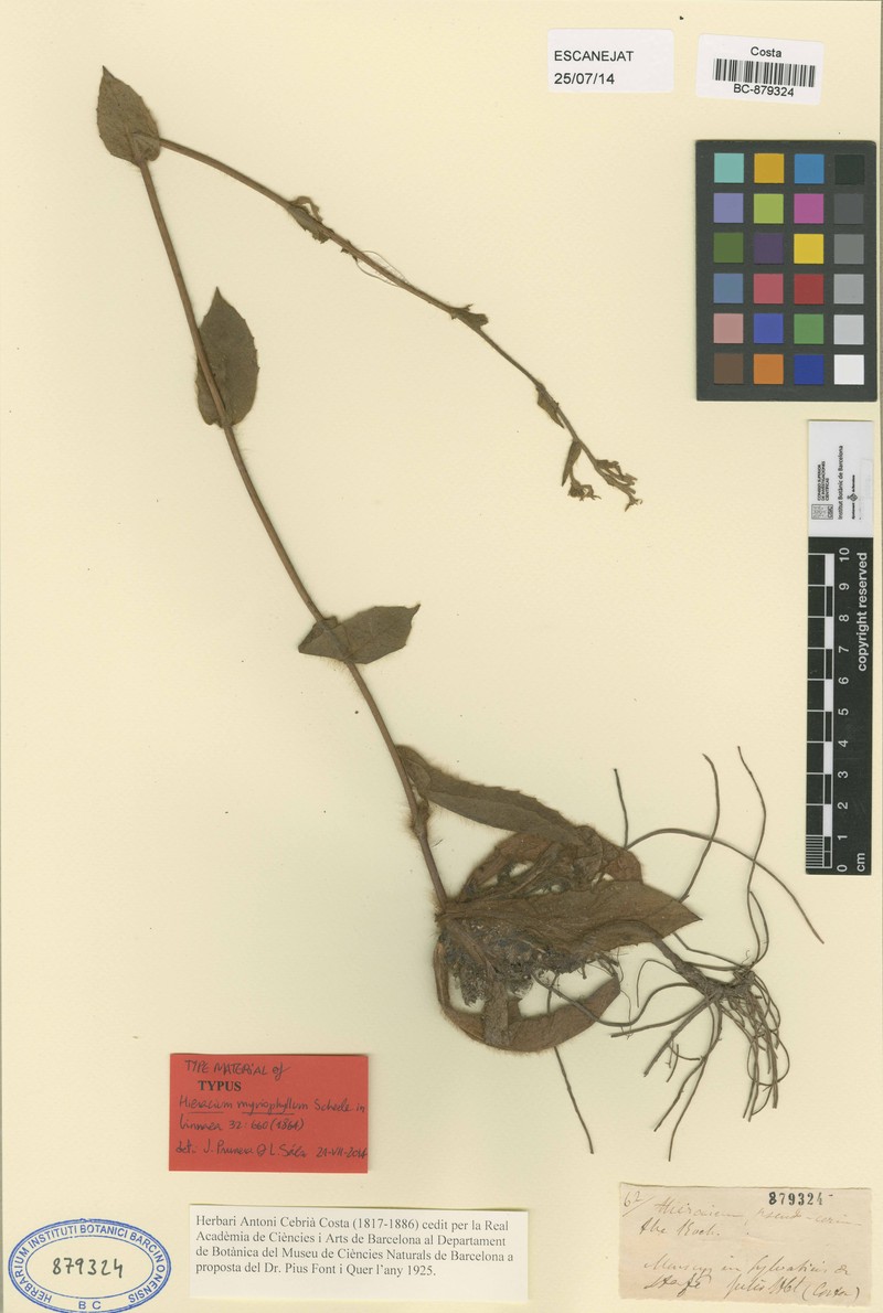 Hieracium patens