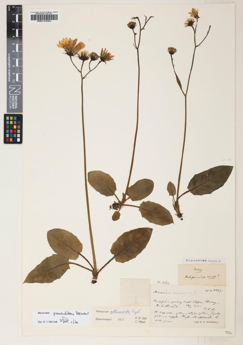 Hieracium pauculidens