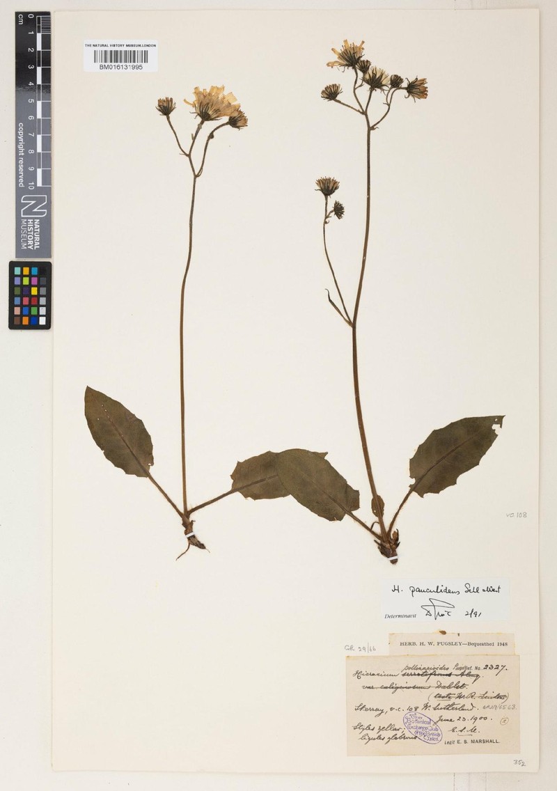 Hieracium pauculidens photo 2