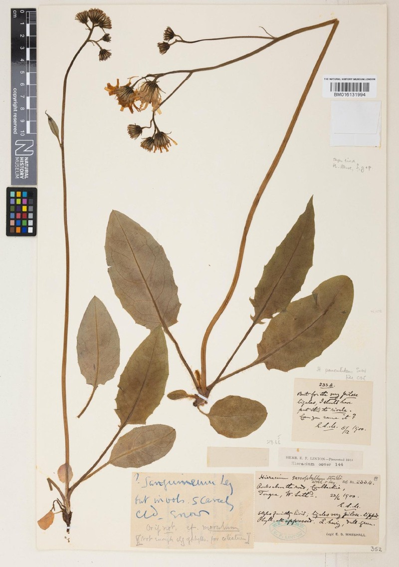 Hieracium pauculidens photo 3