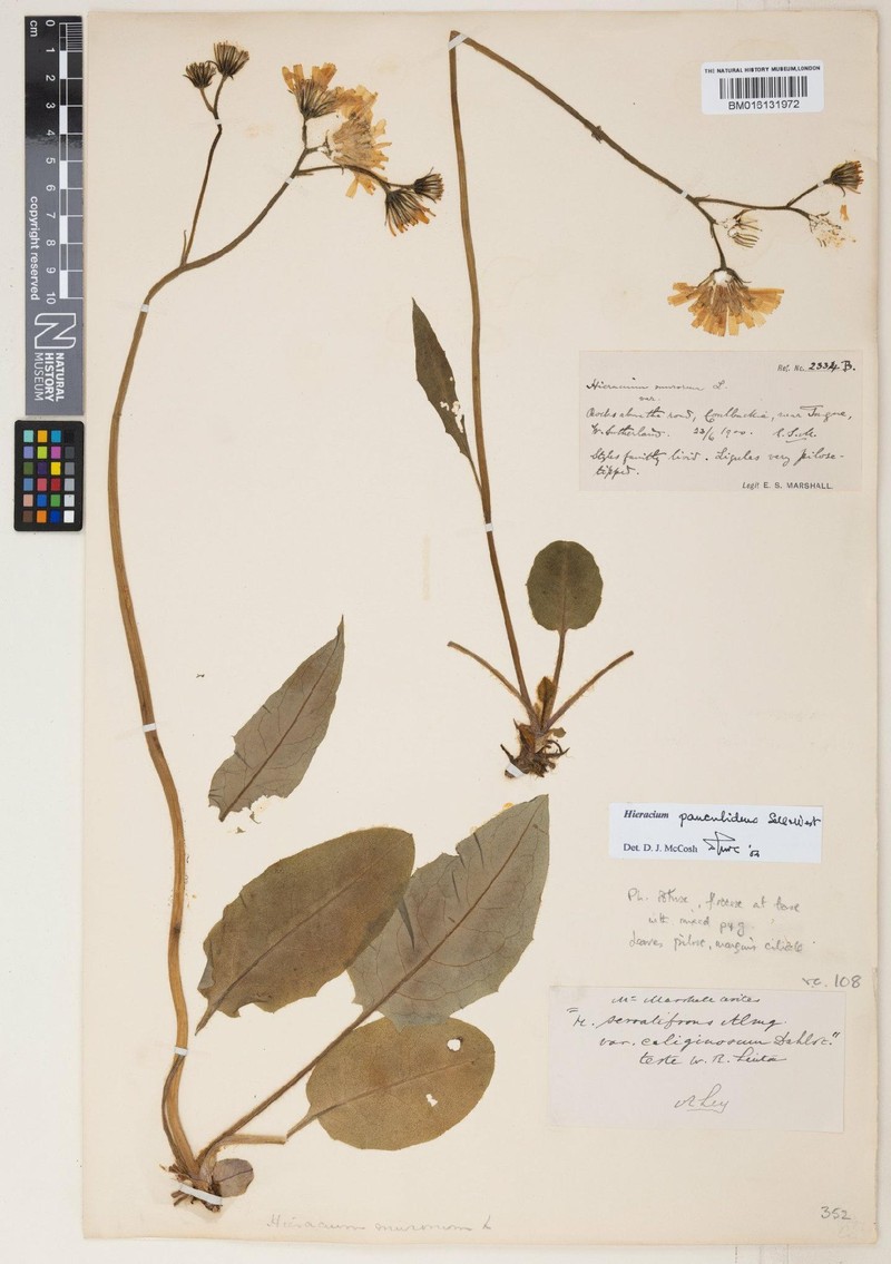 Hieracium pauculidens photo 4