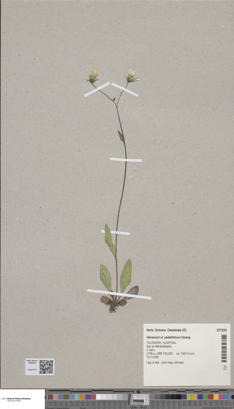 Hieracium pedatifolium