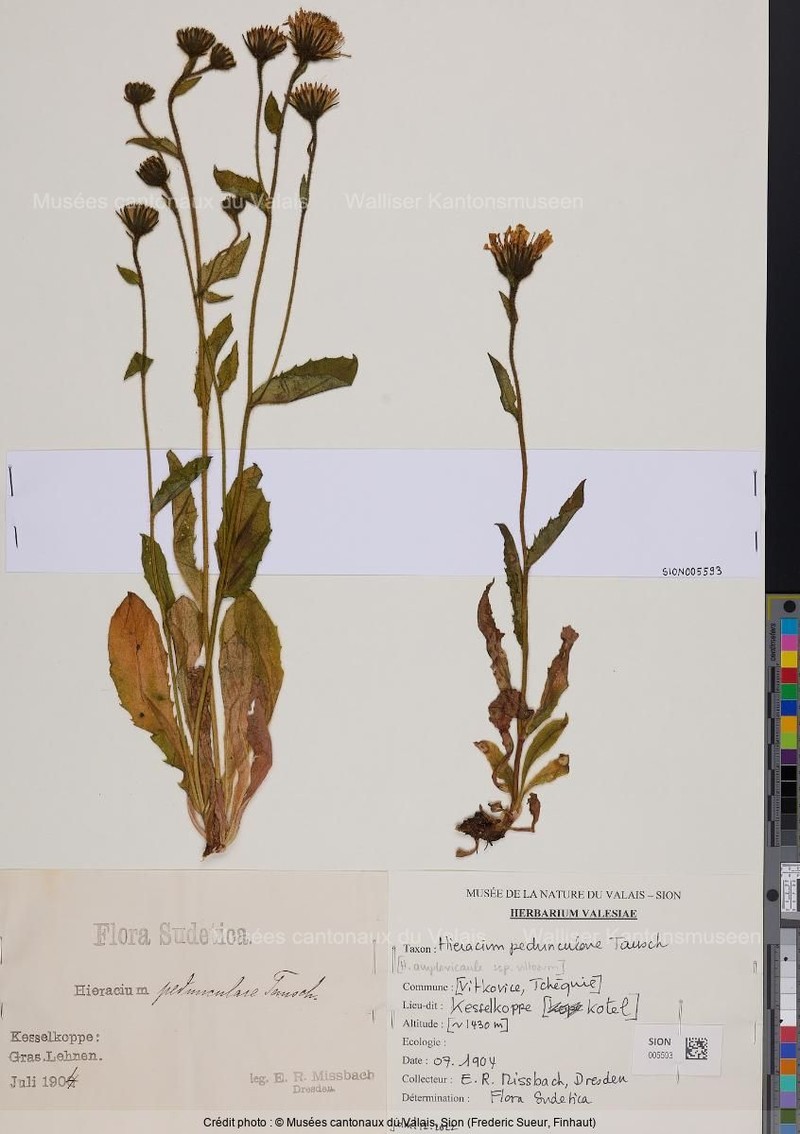 Hieracium pedunculare