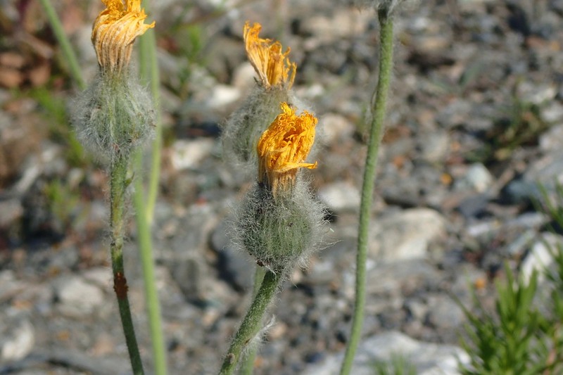 Hieracium pellitum