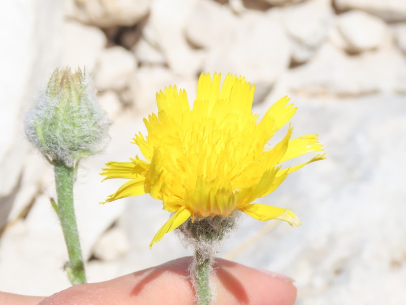 Hieracium pellitum photo 2