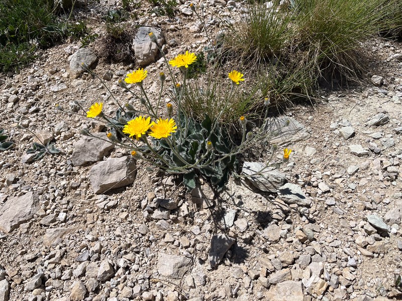 Hieracium pellitum photo 4