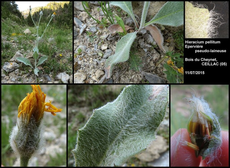 Hieracium pellitum photo 5