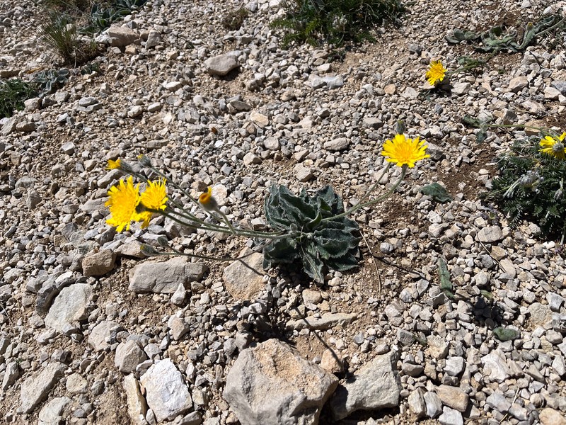 Hieracium pellitum photo 6